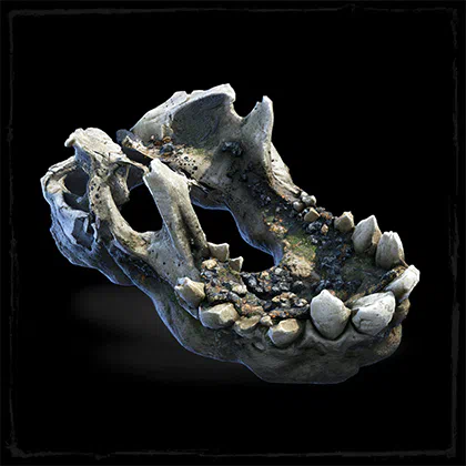 Path of Exile 2 Gnawed Jawbone Farming